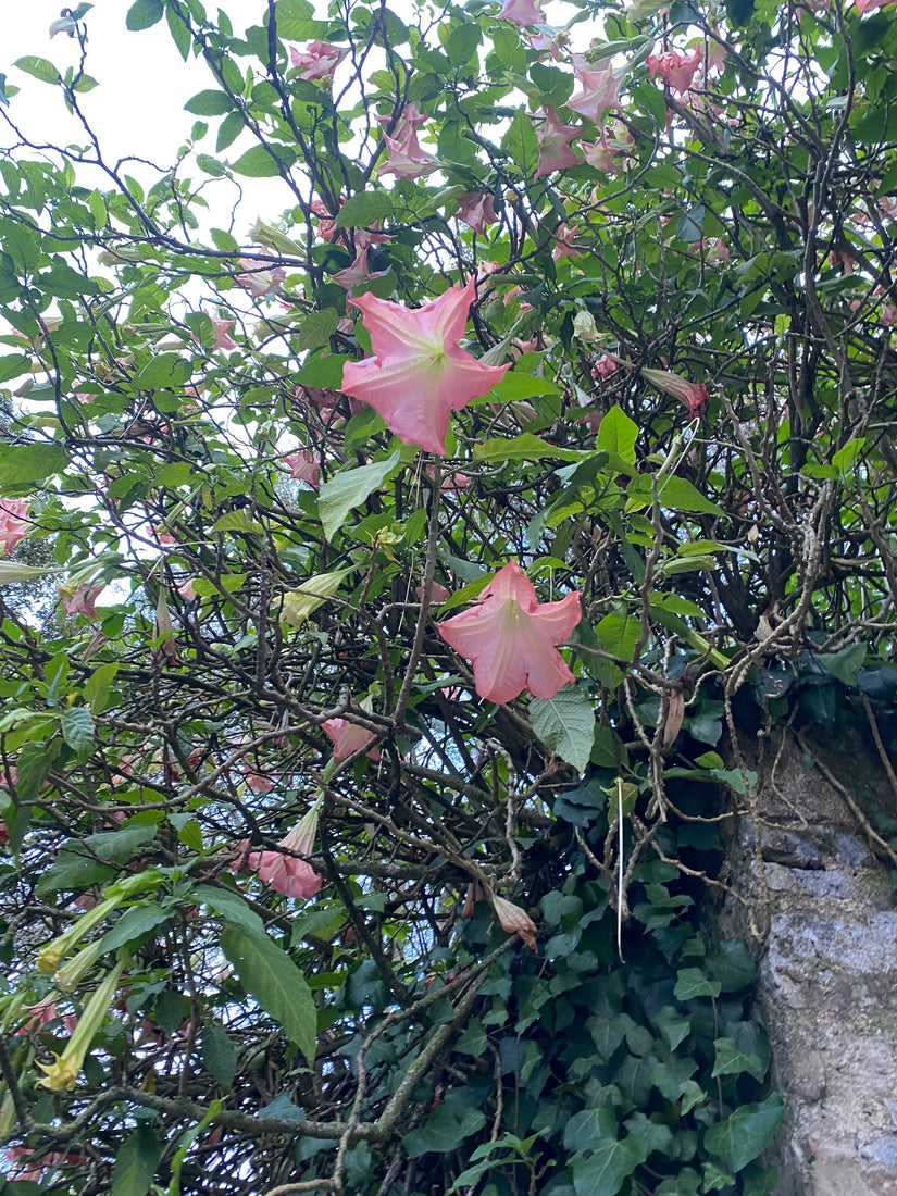 Engelentrompet - Brugmansia suaveolens