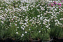 Engels Gras - Armeria maritima 'Alba'