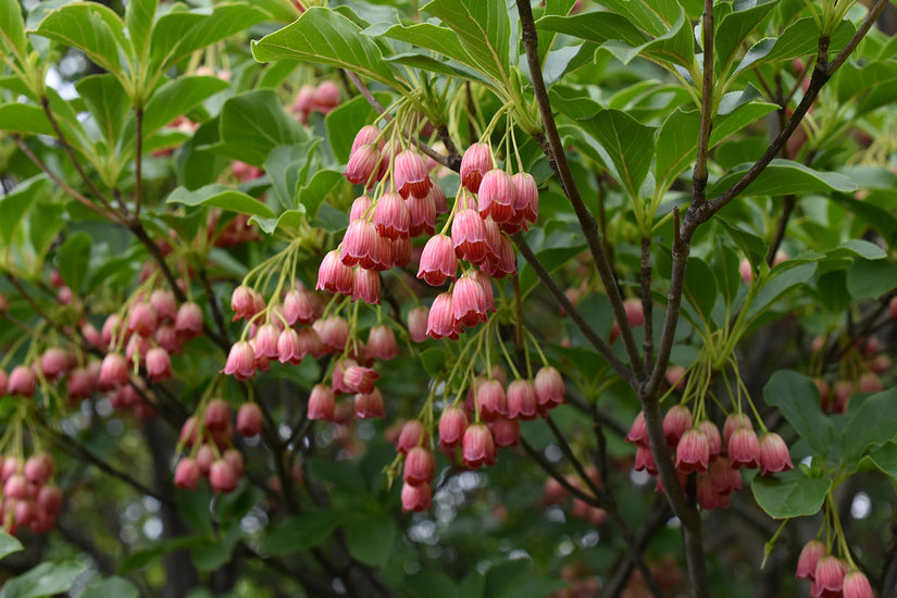 Enkianthus-campanulatus-red-bells.jpeg