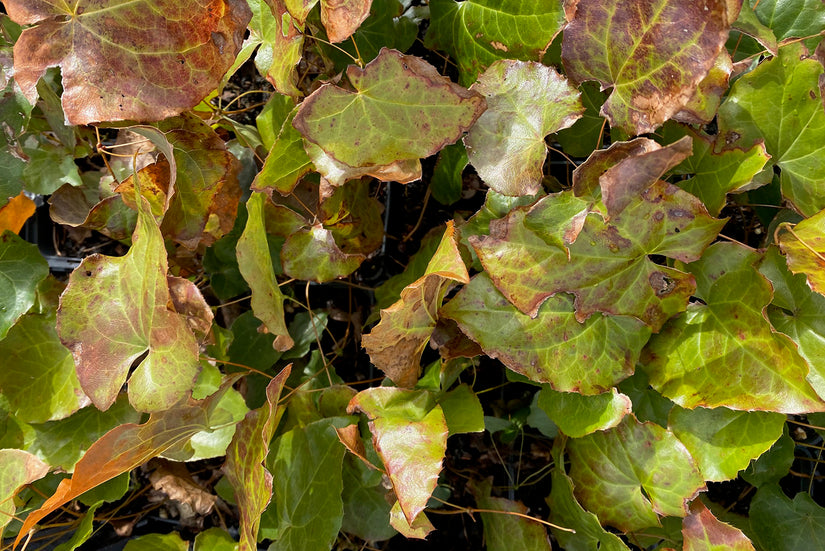 Blad Elfenbloem - Epimedium x Perralchicum 'Frohnleiten'