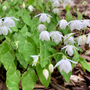 Epimedium grandiflorum tuinplanten schaduwborder onderdeel van borderpakket Machiel