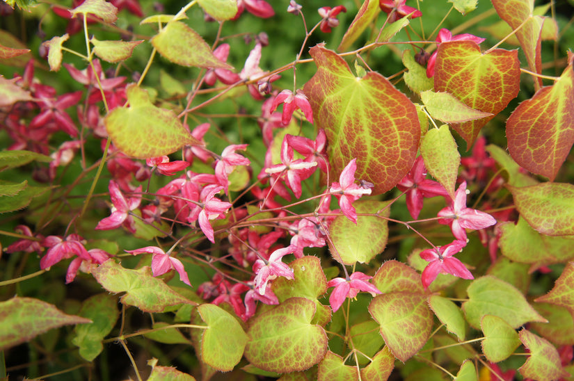 Elfenbloem - Epimedium rubrum in bloei