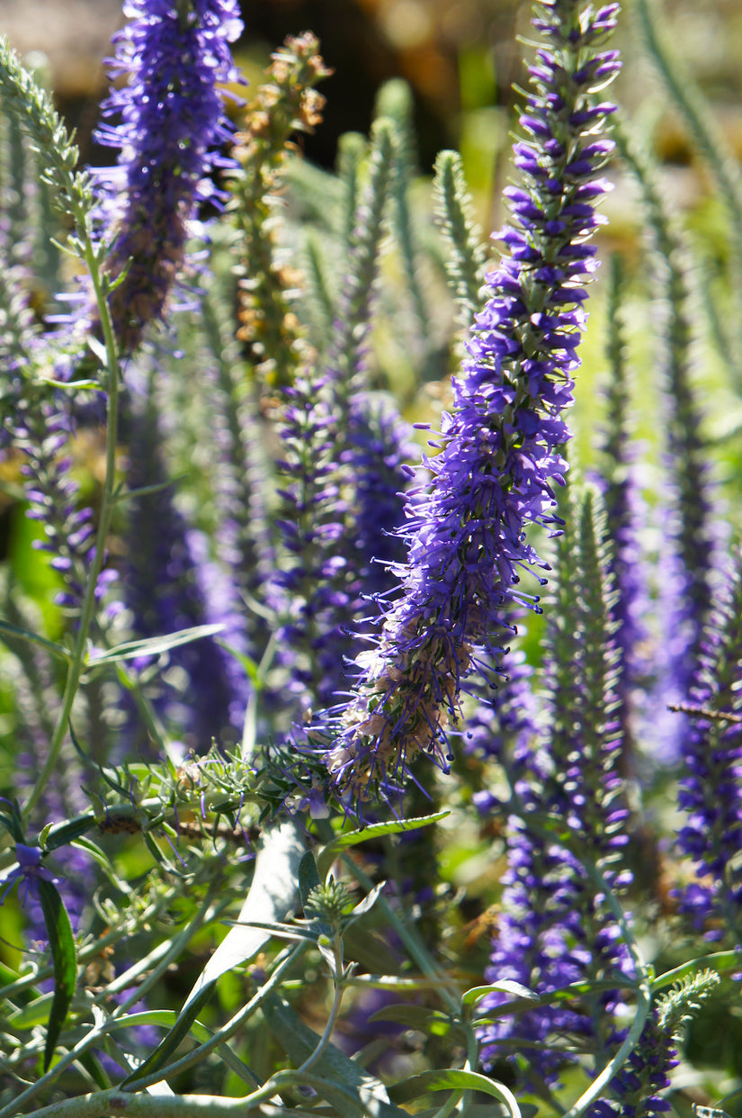 Ereprijs-Veronica-longifolia-Blauriesin.jpg