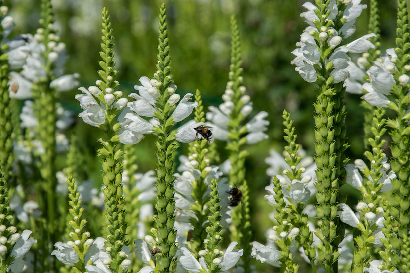 Ereprijs-Veronica-spicata-Icicle.jpg