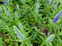 Ereprijs - Veronica spicata 'Ulster Dwarf Blue'