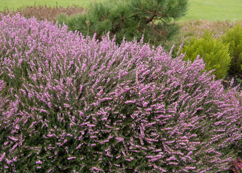 Voorjaarsheide - Erica x darleyensis 'Ghost Hills'