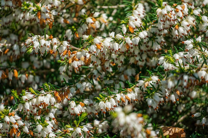 Voorjaarsheide - Erica x darleyensis 'White Perfection'