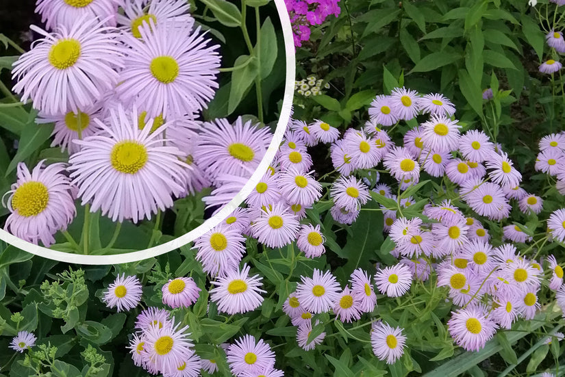 Fijnstraal - Erigeron 'Azure Beauty' in bloei