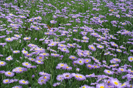 Fijnstraal - Erigeron karvinskianus 'Lavender Lady'