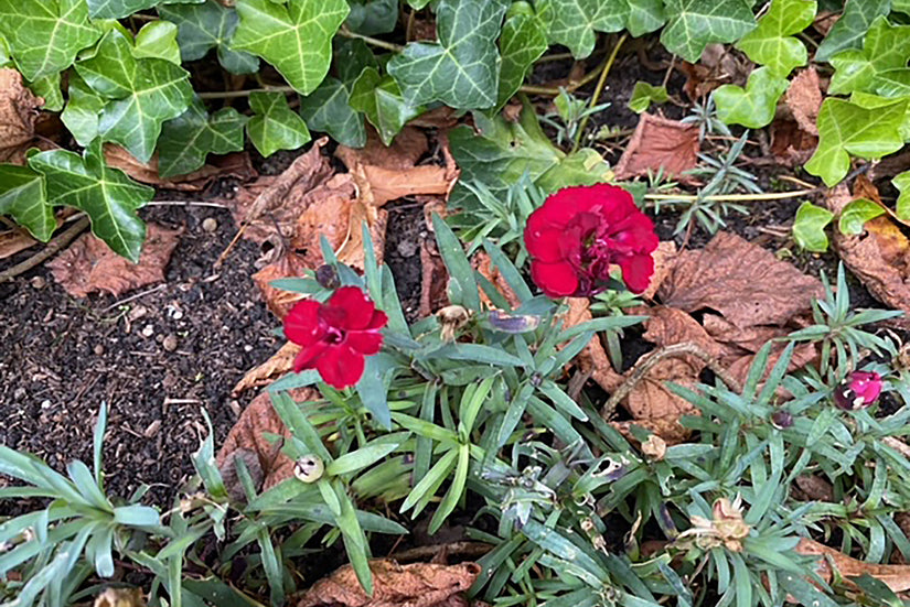 Steenraket - Erysimum 'Red Jep' in bloei