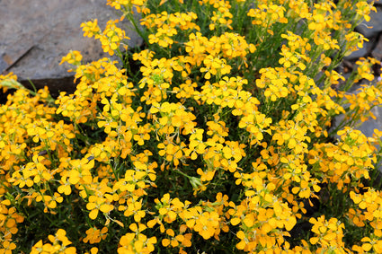 Steenraket - Erysimum pulchellum