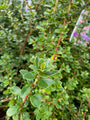 Escallonia 'Apple Blossom'