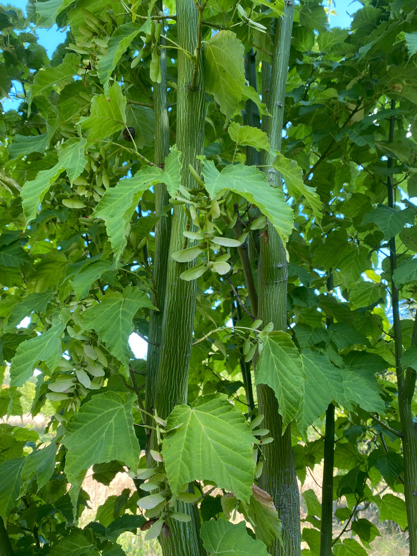 Acer davidii subsp. grosseri detail