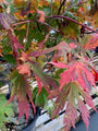 Esdoorn - Acer japonicum 'Attaryi'