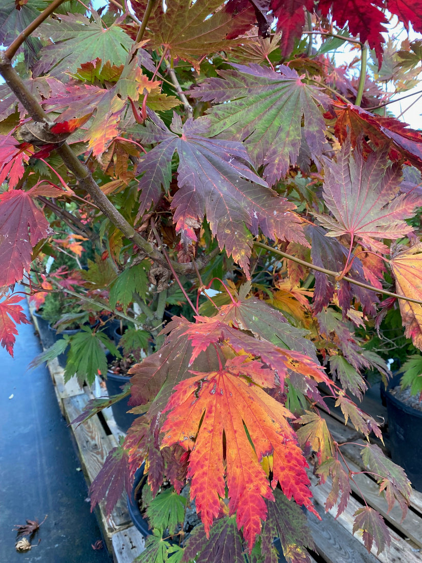 Herfstblad Acer japonicum 'Attaryi'