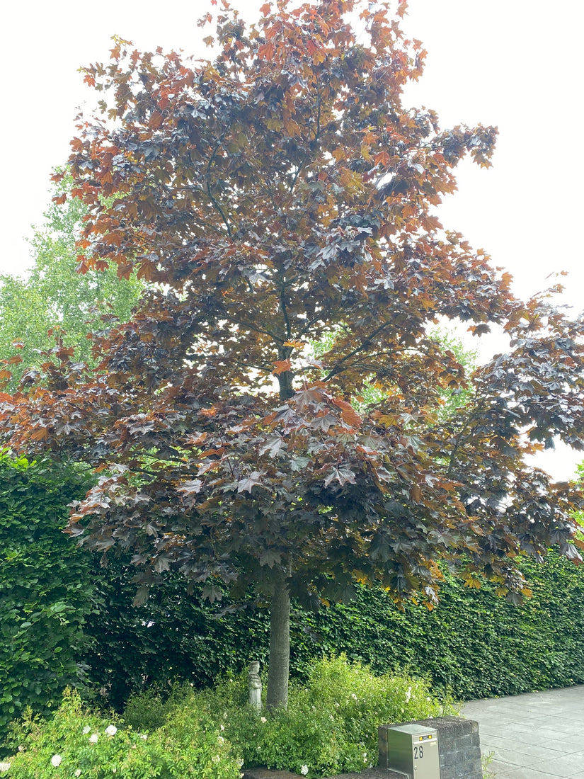 Noorse esdoorn - Acer platanoides 'Crimson Sentry'