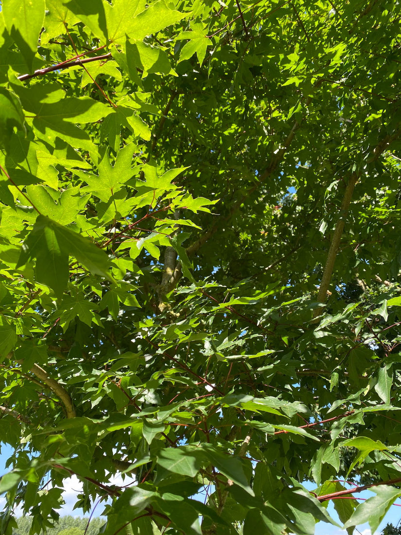 Blad van de Esdoorn - Acer zoeschense 'Annae'