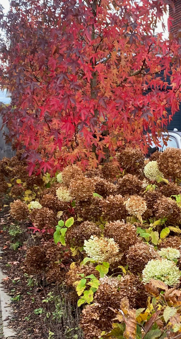 De uitgebloeide bloemen ook prachtig om te zien