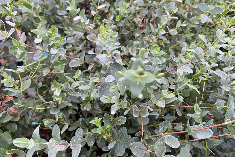 Gomboom - Eucalyptus parvifolia