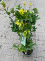 Kardinaalsmuts - Euonymus japonicus heester