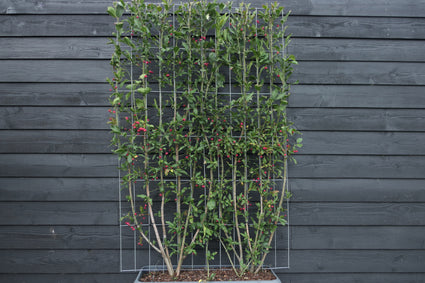 Euonymus Red Cascade .jpg