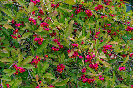 Wilde kardinaalsmuts - Euonymus europaeus 'Red Cascade'