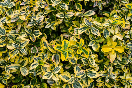 Japanse kardinaalsmuts - Euonymus fortunei 'Canadale Gold' op ho