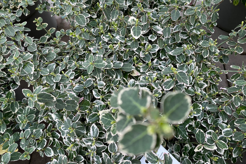 Heester Euonymus fortunei 'Emerald Gaiety'