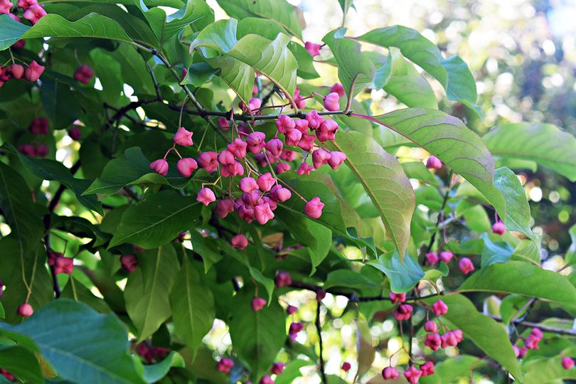 Euonymus inheems borderpakket tuinplanten