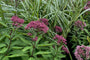 Koninginnekruid of Leverkruid - Eupatorium maculatum