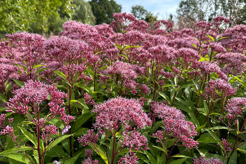 Purper leverkruid - Eupatorium purpureum - inheemse plant