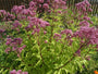 Purper leverkruid - Eupatorium purpureum