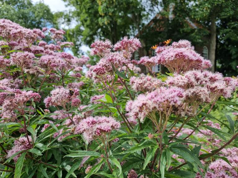 Eupatorium maculatum 'Atropurpureum'