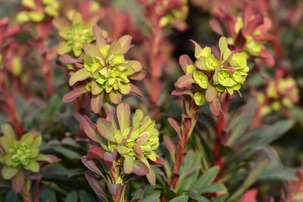 Amandelwolfsmelk - Euphorbia amygdaloides 'Purpurea' in bloei