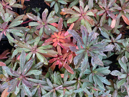 Euphorbia amygdaloides 'Purpurea'