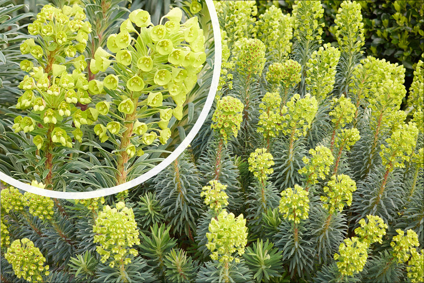 Bloei Wolfsmelk - Euphorbia characias subsp. wulfenii