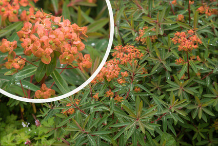 Euphorbia griffithii 'Fireglow' in bloei