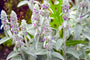 Ezelsoren - Stachys byzantina 'Big Ears'