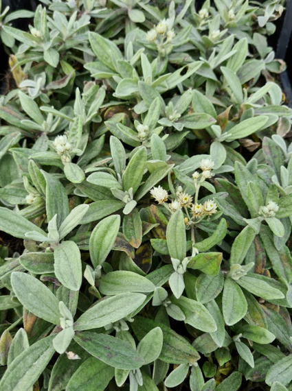 Ezelsoren - Stachys byzantina 'Big Ears'