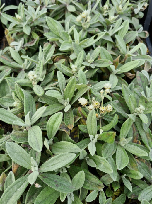 Ezelsoren - Stachys byzantina 'Big Ears'