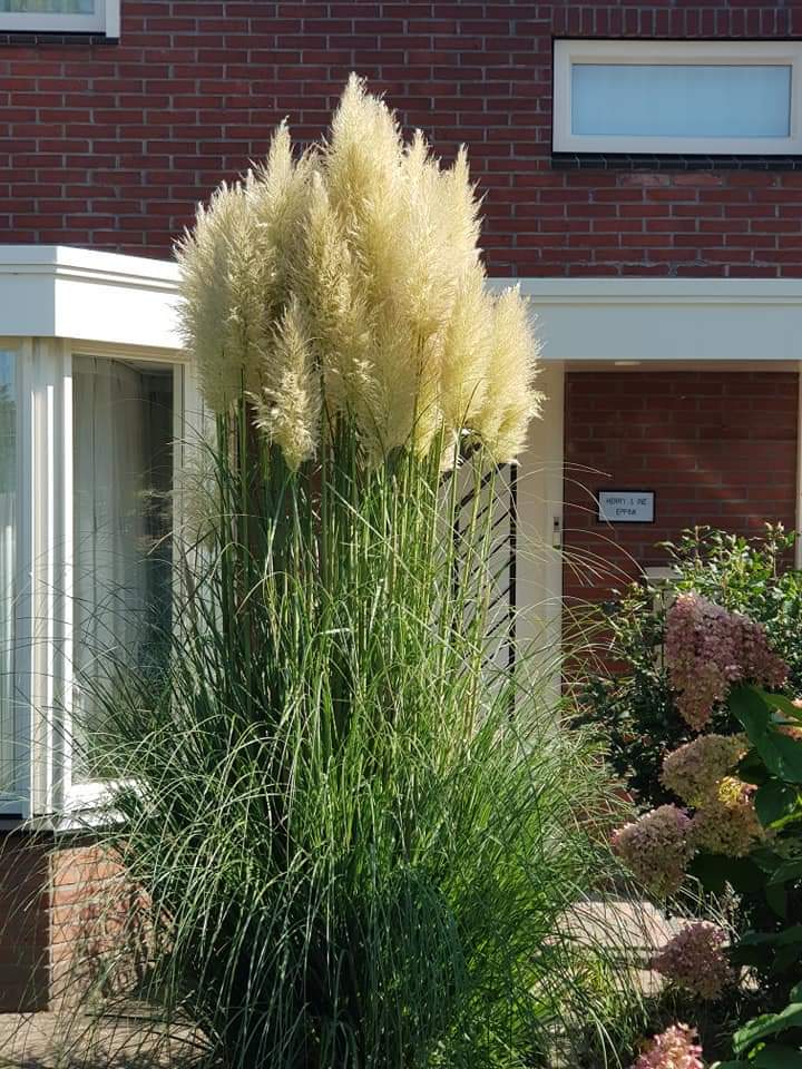 Prachtig siergras pluimen tuinplanten vaste planten border