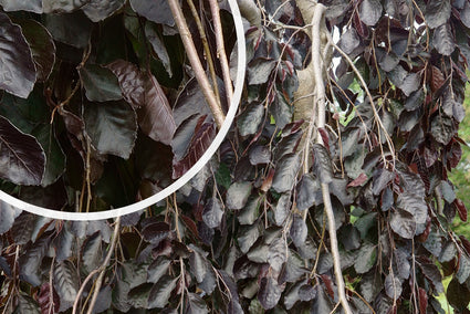 Rode treurbeuk - Fagus sylvatica 'Purpurea Pendula'