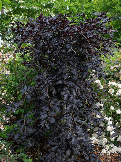 Fagus sylvatica 'Rohan Weeping' - Kleinblijvend