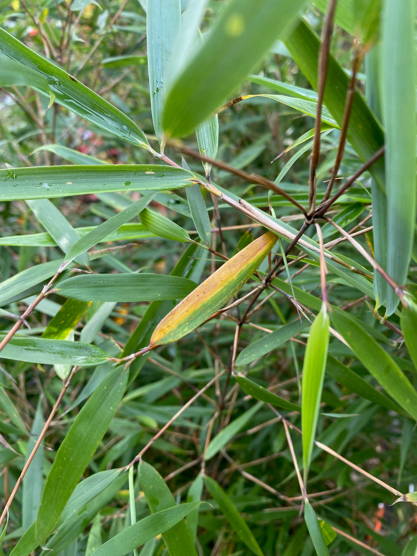 Blad Fargesia robusta 'Campbell'