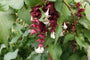 Fazantenbes - Leycesteria formosa in oktober