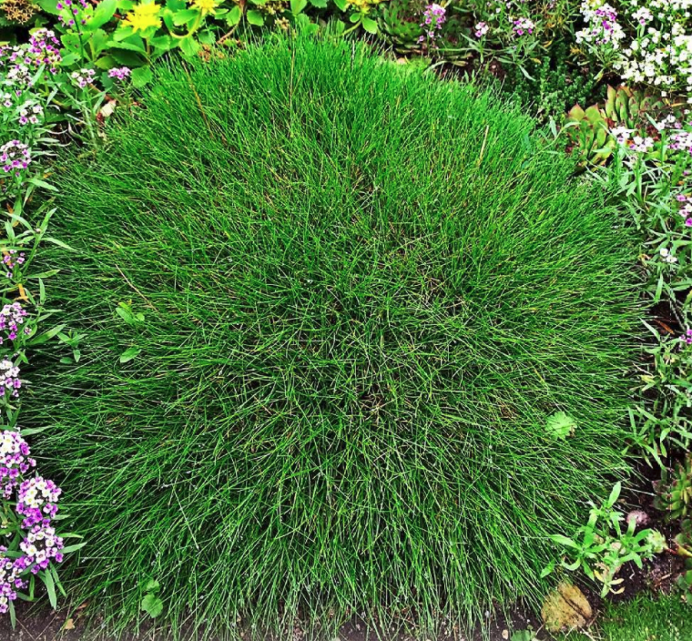 Festuca gautieri