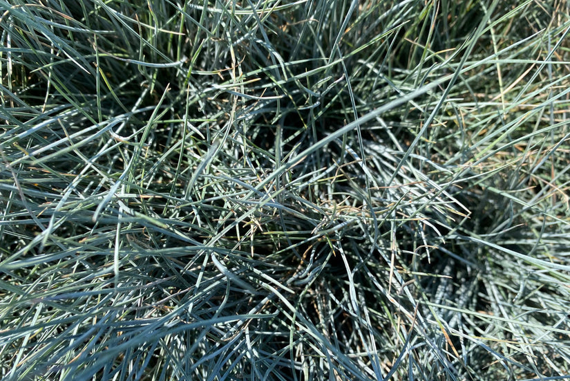 Zwenkgras - Festuca glauca 'Elijah Blue'