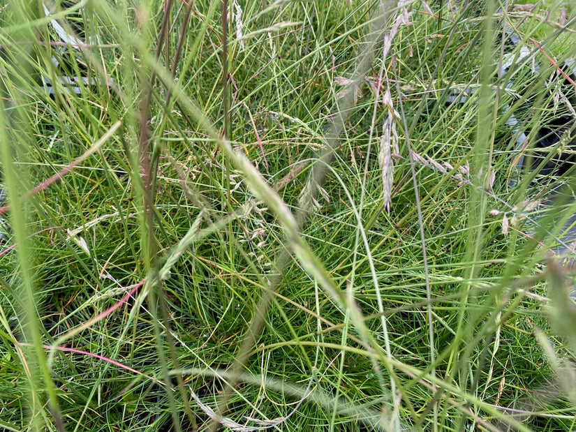 Festuca glauca 'Sunrise'