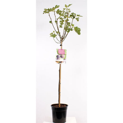 Ficus Brown turkey op stam