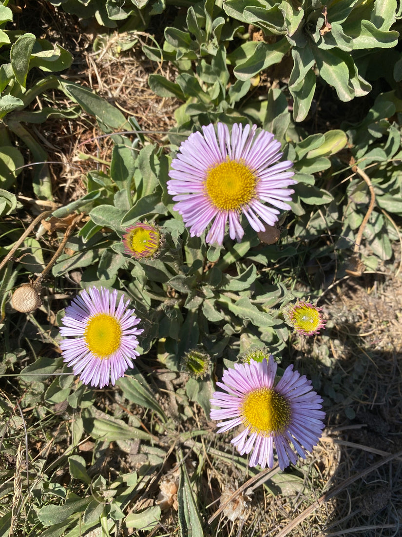 Fijnstraal - Erigeron glaucus 'Sea Breeze'